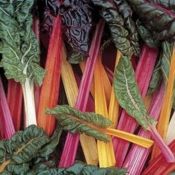 Bright Lights Swiss Chard Seeds (P) Pkt Of 125 Seeds -Parkseed Shop 05308 PK P1 3