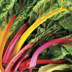 Bright Lights Swiss Chard Seeds (P) Pkt Of 125 Seeds