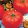 Beefmaster Hybrid Tomato Seeds -Parkseed Shop 05322