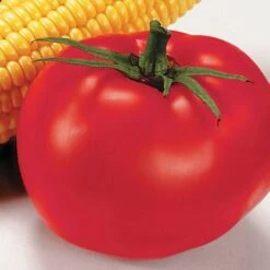 Better Boy Hybrid Tomato Seeds Pack Of 250