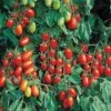 Juliet Hybrid Tomato Seeds -Parkseed Shop 05345