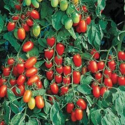 Juliet Hybrid Tomato Seeds (P) Pkt Of 20 Seeds