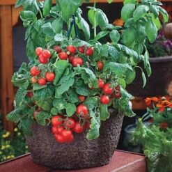 Red Robin Tomato Seeds (P) Pkt Of 30 Seeds