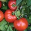 Park Seed Season Starter Hybrid Tomato Seeds (P) Pkt Of 30 Seeds -Parkseed Shop 05367 pk p1