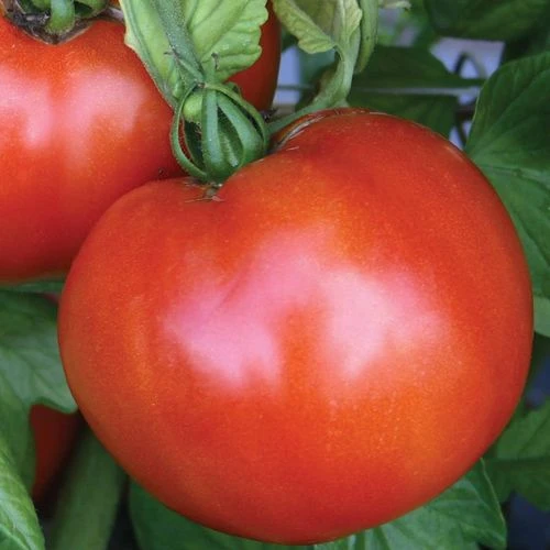 Park Seed Season Starter Hybrid Tomato Seeds (P) Pkt Of 30 Seeds 4 Park Seed Season Starter Hybrid Tomato Seeds (P) Pkt Of 30 Seeds - Image 2