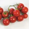 Sweet 'n' Neat Scarlet Improved Hybrid Cherry Tomato Seeds -Parkseed Shop 05369 PK 100
