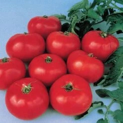 Brandywine Tomato Seeds (P) Pkt Of 30 Seeds