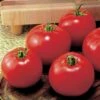 Jet Star Hybrid Tomato Seeds 1 Jet Star Hybrid Tomato Seeds -Parkseed Shop 05383 pk 500