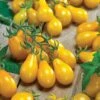 Yellow Pear Organic Tomato Seeds -Parkseed Shop 05385 Pk P1