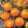 Sunsugar Hybrid Tomato Seeds -Parkseed Shop 05394 pk 250