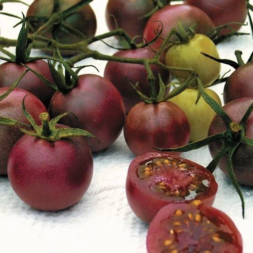 Chocolate Cherry Tomato Seeds (P) Pkt Of 30 Seeds 4 Chocolate Cherry Tomato Seeds (P) Pkt Of 30 Seeds - Image 2
