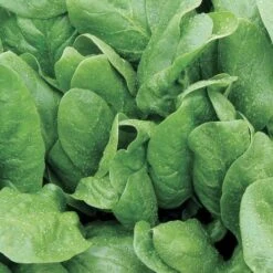 Space Hybrid Spinach Seeds (P) Pkt Of 400 Seeds