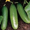 Diva Cucumber Seeds (P) Pkt Of 30 Seeds -Parkseed Shop 05516 pk p1