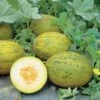 Lambkin Hybrid Melon Seeds -Parkseed Shop 05519 PK 100