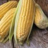 Honey Select TripleSweet™ Hybrid Corn Seeds -Parkseed Shop 05527