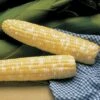 Serendipity Triplesweetâ„¢ Hybrid Sweet Corn Seeds 1 Serendipity Triplesweetâ„¢ Hybrid Sweet Corn Seeds -Parkseed Shop 05529