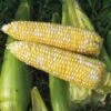 Revelation Hybrid Corn Seeds -Parkseed Shop 05537 pk p1