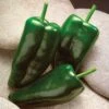 Caballero Hybrid Pepper Seeds (P) Pkt Of 25 Seeds -Parkseed Shop 05546 pk p1