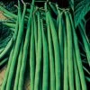 Maxibel Bush Bean Seeds -Parkseed Shop 05552