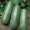 Eureka Hybrid Cucumber Seeds -Parkseed Shop 05569 pk p1