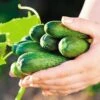 Garden Sweet Burpless Cucumber Seeds (P) Pkt Of 30 Seeds -Parkseed Shop 05578 pk p1