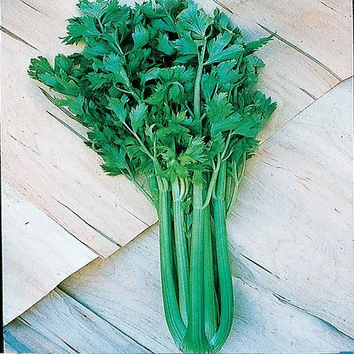 Tango Hybrid Celery Seeds 3 Tango Hybrid Celery Seeds
