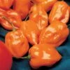 Habanero Pepper Seeds (P) Pkt Of 25 Seeds -Parkseed Shop 05641 pk p1