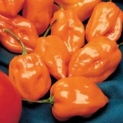 Habanero Pepper Seeds (P) Pkt Of 25 Seeds