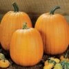 Howden Pumpkin Seeds (P) Pkt Of 25 Seeds -Parkseed Shop 05681 pk p1