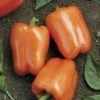 Orange Blaze Hybrid Pepper Seeds (P) Pkt Of 15 Seeds -Parkseed Shop 05690