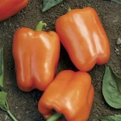 Orange Blaze Hybrid Pepper Seeds (P) Pkt Of 15 Seeds