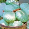 Tropic Giant Hybrid Cabbage Seeds (P) Pkt Of 100 Seeds -Parkseed Shop 05729 pk p1
