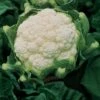Amazing Cauliflower Seeds -Parkseed Shop 05730