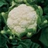 Amazing Cauliflower Seeds (P) Pkt Of 75 Seeds