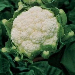 Amazing Cauliflower Seeds (P) Pkt Of 75 Seeds