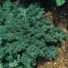 Winterbor Hybrid Kale Seeds (P) Pkt Of 50 Seeds -Parkseed Shop 05733 pk p1