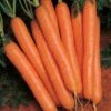 Scarlet Nantes Carrot Seeds (P) Pkt Of 400 Seeds -Parkseed Shop 05741 pk p1