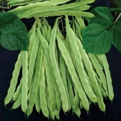 Algarve Italian Romano Pole Bean Seeds