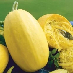 Vegetable Spaghetti Organic Squash Seeds