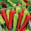 Sweet Banana Pepper Seeds -Parkseed Shop 05783 PK 1000