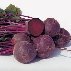 Boro Hybrid Organic Beet Seeds