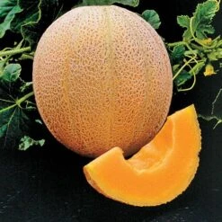 Hale's Best Organic Melon Cantaloupe Seeds (P) Pkt Of 20 Seeds