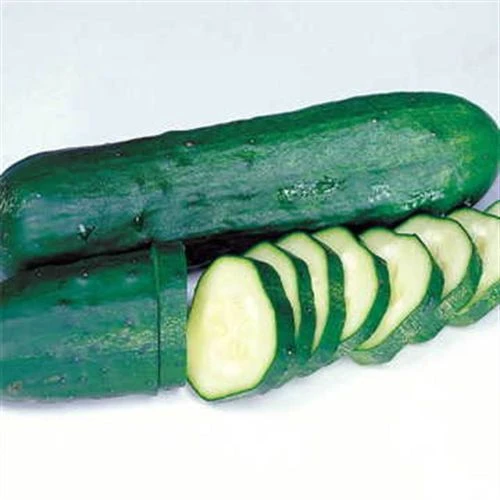 Marketmore Select Organic Cucumber Seeds (P) Pkt Of 20 Seeds 3 Marketmore Select Organic Cucumber Seeds (P) Pkt Of 20 Seeds