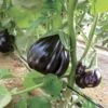 Black Beauty Organic Eggplant Seeds 2 Black Beauty Organic Eggplant Seeds -Parkseed Shop 05850 pk p1
