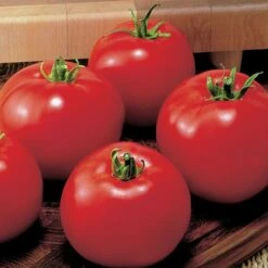 MoneyMaker Organic Tomato Seeds (P) Pkt Of 20 Seeds