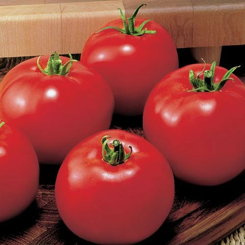 MoneyMaker Organic Tomato Seeds (P) Pkt Of 20 Seeds 3 MoneyMaker Organic Tomato Seeds (P) Pkt Of 20 Seeds