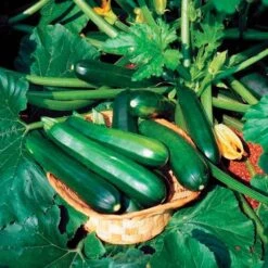 Black Beauty Organic Squash Seeds
