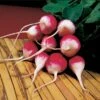 Sparkler Organic Radish Seeds -Parkseed Shop 05875 pk p1