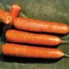 Nantes Organic Carrot Seeds -Parkseed Shop 05879 pk p1