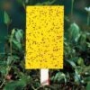 Yellow Sticky Insect Traps - Large -Parkseed Shop 06399